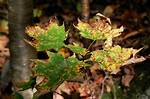 What Kind of Fungus Does a Maple Tree Have?