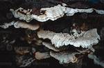 What Kind of Fungus Grows on Dead Wood?
