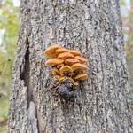 What Kind of Fungus Grows on Oak Trees?