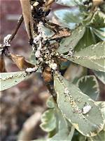 What Kind of Fungus Is on My Apple Tree?