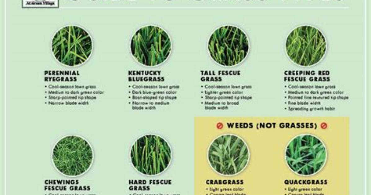 What Kind of Grass Do You Put in a Field?