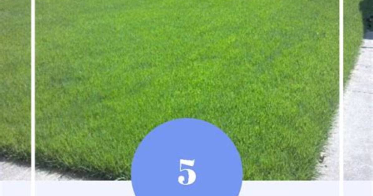 What Kind of Grass Grows Well in Full Sun?