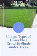 What Kind of Grass Grows Well in Full Sun?