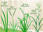 What Kind of Grass Is in Baltimore Maryland?