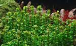 What Kind of Light Does Rotala Indica Need?