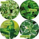 What Kind of Mint Is Used in Mint Chocolate Chip Ice Cream?