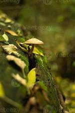 What Kind of Mushroom Grows out of a Maple Tree?