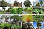 What Kind of Palms Are in Florida?