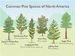 What Kind of Pine Is White Pine?