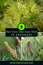 What Kind of Pine Trees Grow in Northwest Florida?