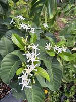 What Kind of Plant to Plant in Front of Hostas?