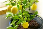 What Kind of Pot Does a Lemon Tree Need?