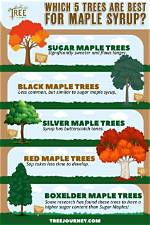 What Kind of Problem Does a Maple Tree Have?