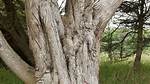 What Kind of Tree Has Several Trunks?