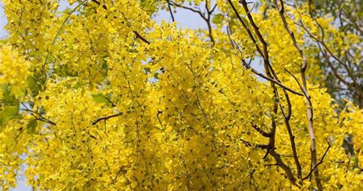 What Kind of Tree Has Yellow Flowers in Summer?