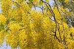 What Kind of Tree Has Yellow Flowers in Summer?