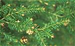 What Kind of Tree Is a Hemlock Tree?