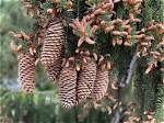 What Kind of Tree Is a Norway Spruce?