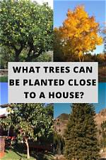What Kind of Trees Are Planted in Parking Lots?