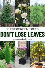 What Kind of Trees Do Not Lose Their Leaves?