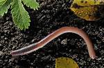 What Kind of Worm Has a Large Creeping Sole?