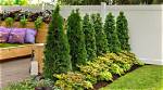 What Looks Good Next to Arborvitae?