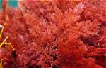 What Makes a Red Alga Red in Color?