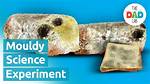 What Makes Bread Mold Faster Raisins or Bananas?