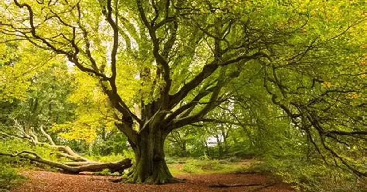 What Month Do Beech Trees Come into Leaf?