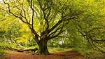 What Month Do Beech Trees Come into Leaf?