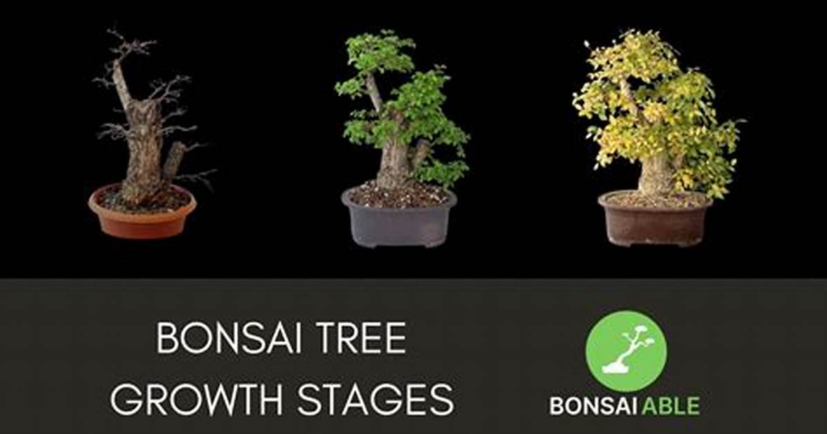What Month Do You Feed Bonsai?
