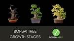 What Month Do You Feed Bonsai?