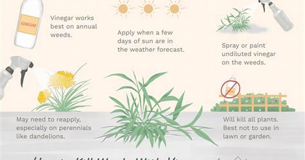 What Natural Solution Kills Weeds?