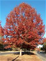 What Oak Is the Strongest?