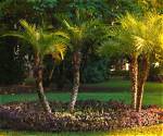 What Palm Trees Are Good for Outside?