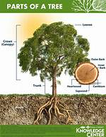 What Part of the Tree Is the Trunk?
