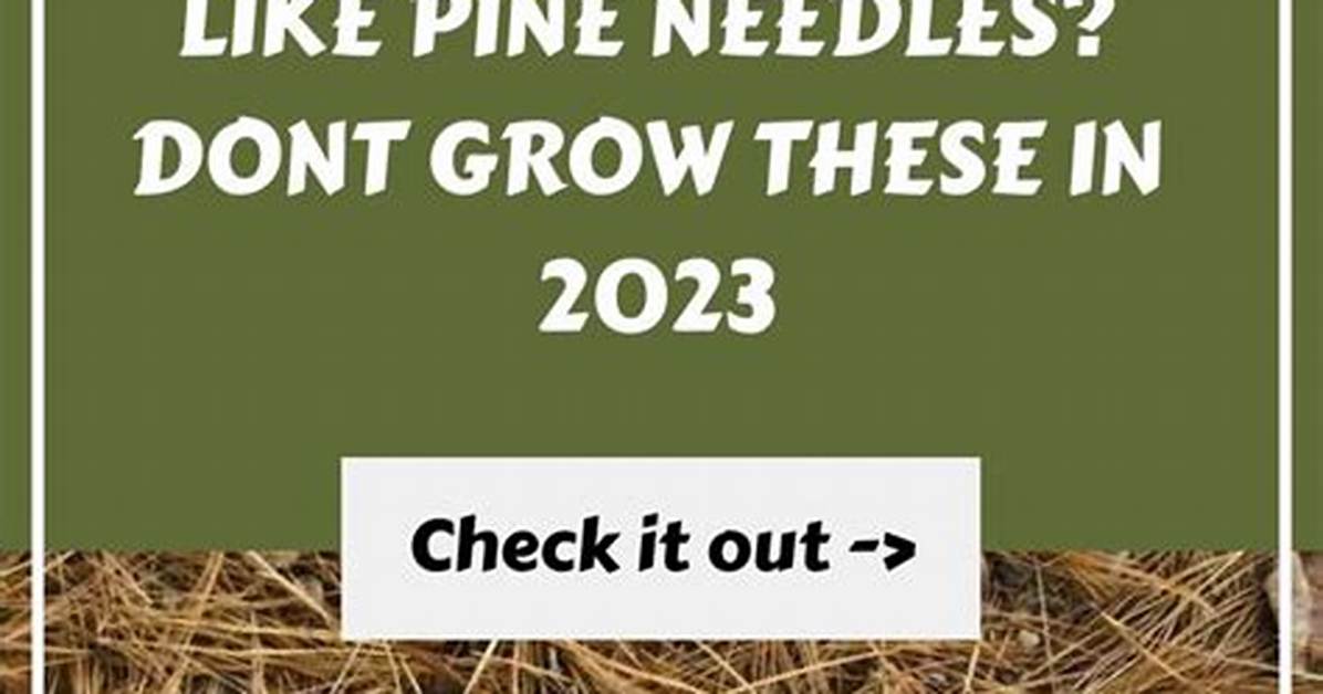 What Pine Trees Don't Grow Too Tall?
