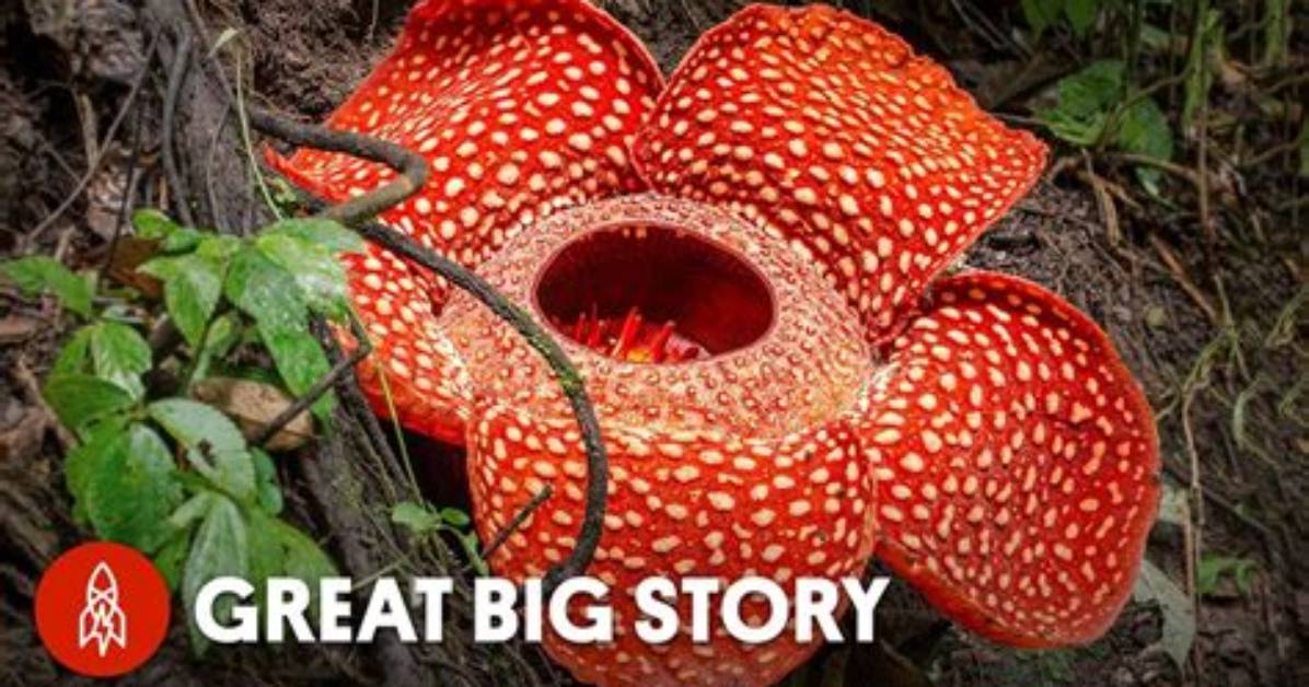 What Plant Has the Biggest Flower?