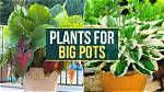 What Plant Is Good for Big Pots?