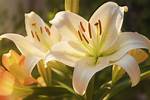 What Plant Means Thank You?