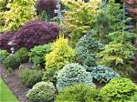 What Plants Grow Well Near Conifers?