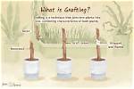 What Plants Is Grafting Used on?