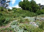 What Plants Live in the San Francisco Bay?