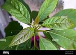 What Should Avocado Leaves Look Like?