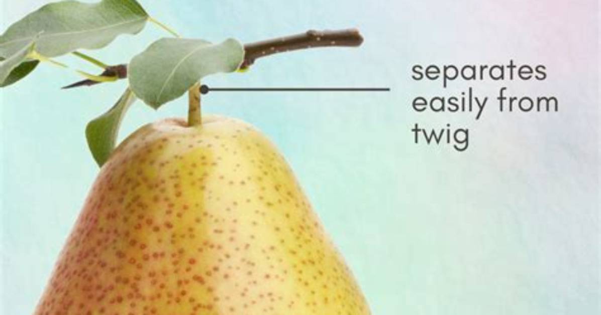 What Should I Do with My Pear Tree?