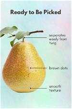What Should I Do with My Pear Tree?