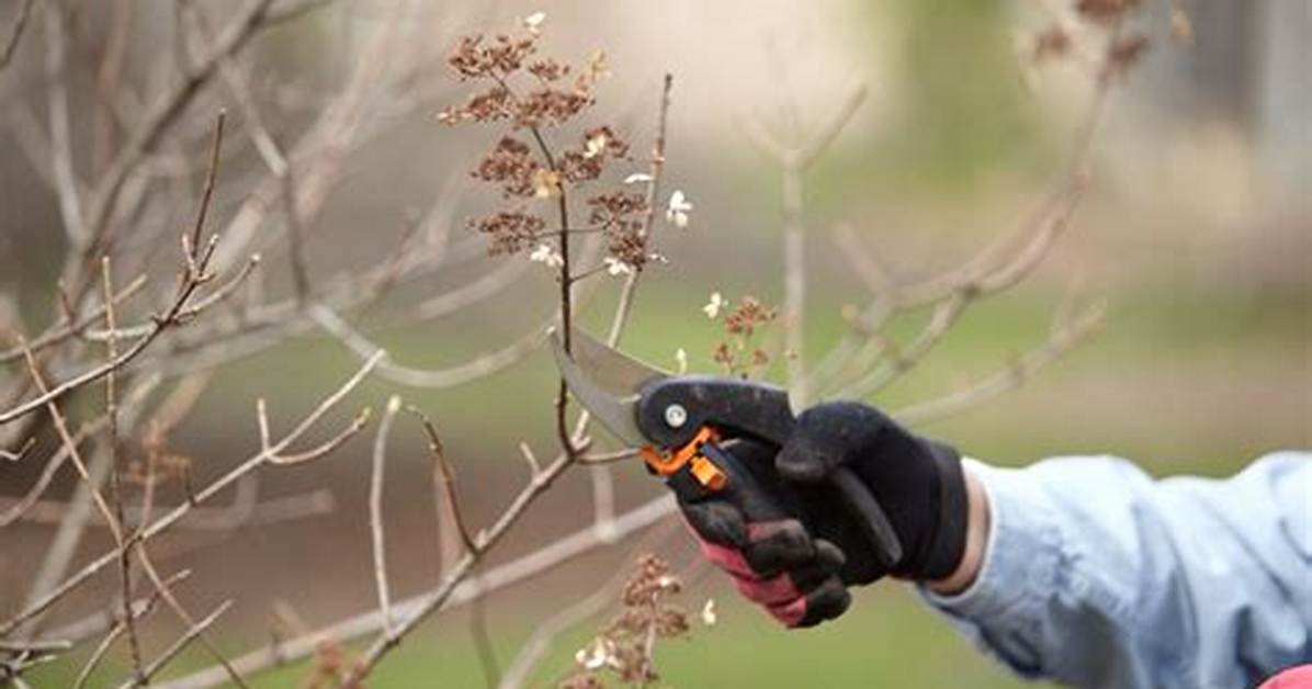 What Shrubs Should Be Pruned Now?