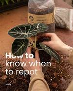 What Soil Do I Need to Repot My Lemon Tree?