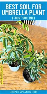 What Soil Is Best for Schefflera?