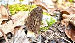 What Time of the Year Do Morel Mushrooms Come out?